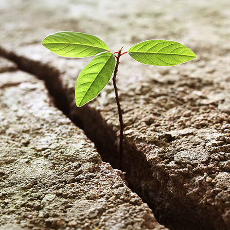 4 – Resilience strength green shoot