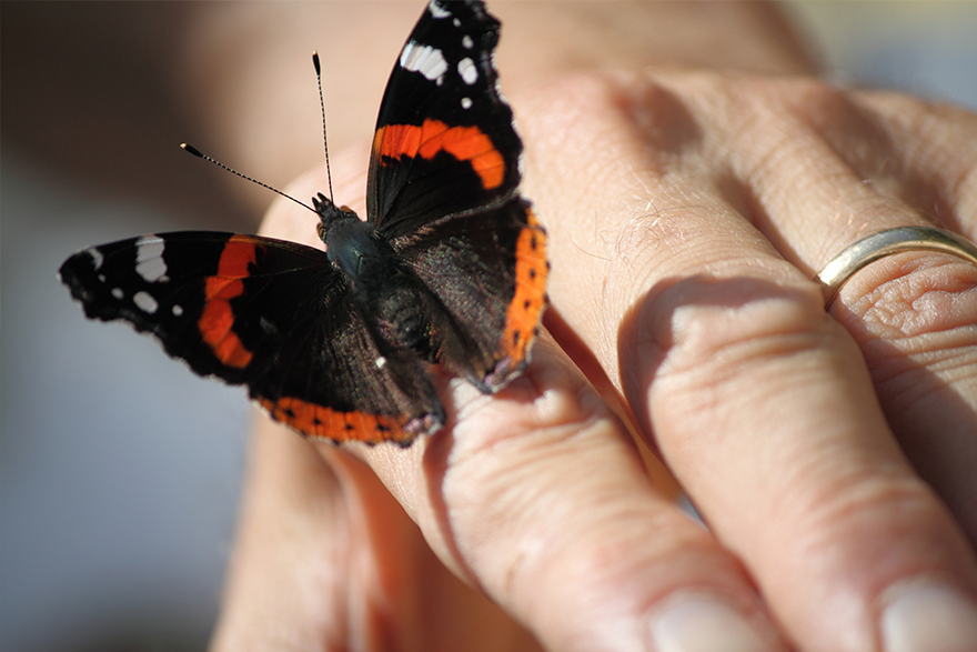 5 – Black and orange butterfly on hand